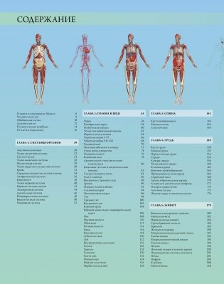 Иллюстрированный атлас. Анатомия человека фото книги 2