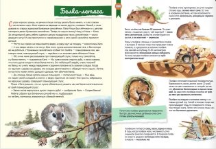 Кто где живёт? Звери и птицы леса фото книги 3