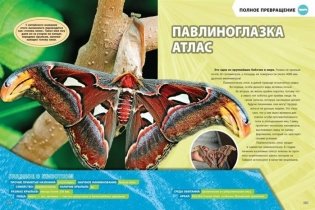 Большая энциклопедия насекомых фото книги 5