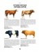 Мясо. Полное иллюстрированное руководство фото книги маленькое 10