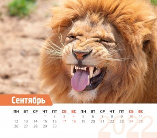 Календарь-домик (евро) "Забавные животные. Маркет" на 2022 год фото книги 3