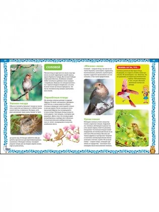 Большая книга о птицах. Иллюстрированная энциклопедия фото книги 8