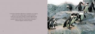 Пингвины. Важные и дружные фото книги 4