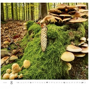 Forest (Лес). Календарь настенный на пружине на 2020 год фото книги 8