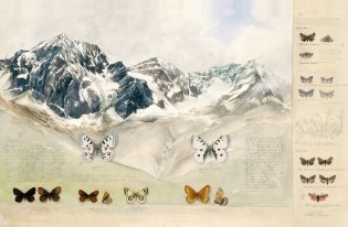 Бабочки. Основы систематики, среда обитания, жизненный цикл и магия совершенства фото книги 5