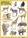 Плакат ANIMALS OF AFRICA (Животные Африки) фото книги маленькое 2