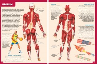 Анатомия человека. Энциклопедия для детей фото книги 2