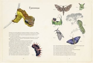 Загадочный мир бабочек фото книги 3