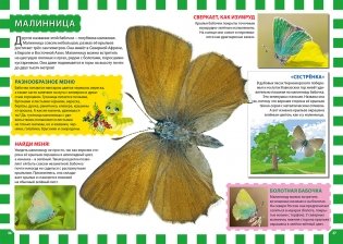 Бабочки. Первая энциклопедия для детей фото книги 3