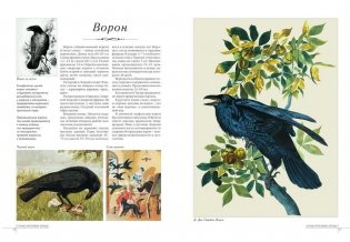 Самые красивые птицы фото книги 2