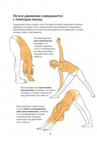 Анатомия йоги. Как работают мышцы фото книги 4