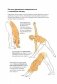 Анатомия йоги. Как работают мышцы фото книги маленькое 5