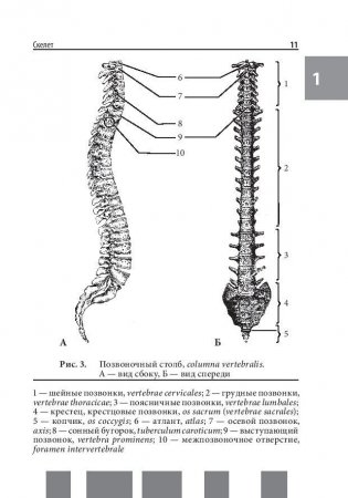 Анатомия человека. Полный компактный атлас фото книги 9