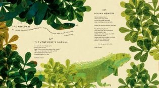 Tiger, Tiger, Burning Bright! An Animal Poem for Every Day of the Year фото книги 5