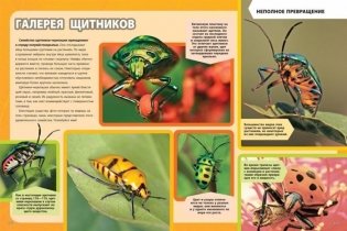 Большая энциклопедия насекомых фото книги 4