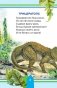 Удивительные динозавры фото книги маленькое 4