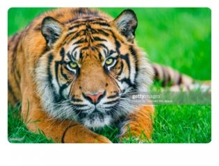 Набор для рисования "Тигр на траве" фото книги