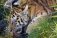 Холст с красками "Рисование по номерам. Тигр на водопое", 40х50 см фото книги маленькое 2