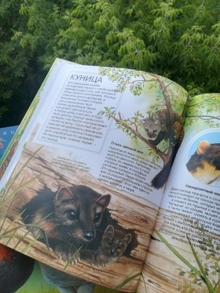 Лесные животные фото книги 2