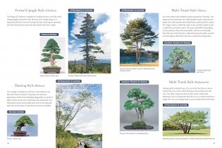 Bonsai master class фото книги 7