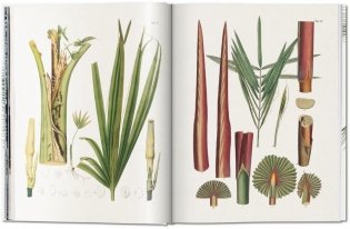 Martius. The Book of Palms фото книги 2