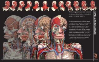 Анатомия человека 360°. Иллюстрированный атлас фото книги 4