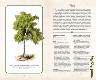 Тайный язык деревьев фото книги 6
