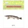 Рыбы России (набор из 12 карточек) фото книги маленькое 2