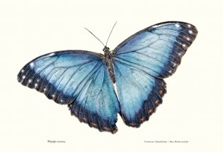Загадочный мир бабочек фото книги 5