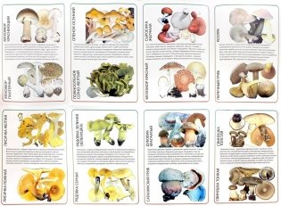 Самые собираемые съедобные грибы, имеющие ядовитых или несъедобных двойников. Сравнительные таблицы фото книги 2