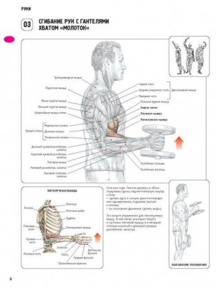 Анатомия силовых упражнений для мужчин и женщин фото книги 7