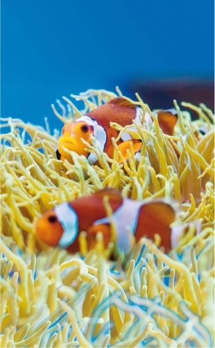 Морской аквариум фото книги 10
