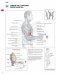 Анатомия силовых упражнений для мужчин и женщин фото книги маленькое 8