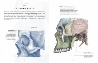 Анатомия. С иллюстрациями из классической «Анатомии Грея» фото книги 6