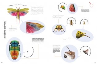 Насекомые в натуральную величину фото книги 4
