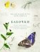 Бабочки. Основы систематики, среда обитания, жизненный цикл и магия совершенства фото книги маленькое 2