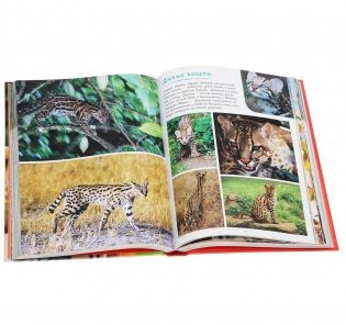 Моя большая книга о животных фото книги 7