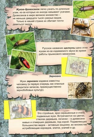 Удивительный мир насекомых. Атлас фото книги 6