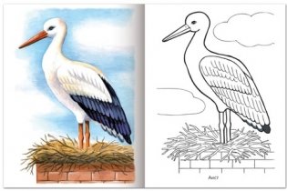 Раскраска "Первые уроки. Перелетные птицы", А5, 8 листов фото книги 2