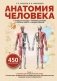 Анатомия человека. Сердце и сосуды, нервная система, органы чувств, общий покров фото книги маленькое 2
