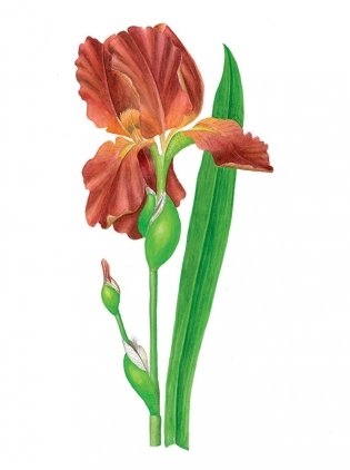 Нарисуй цветы в ботаническом стиле акварелью по схемам фото книги 7