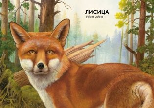 Лесные животные в натуральную величину фото книги 6