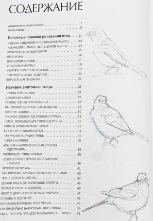 Как рисовать птиц. Руководство фото книги 13